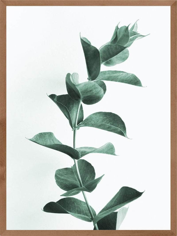 Eucalypsus plakat botanik