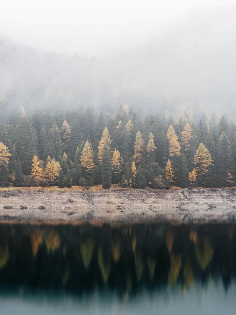 Forårsskov i tåge plakat natur