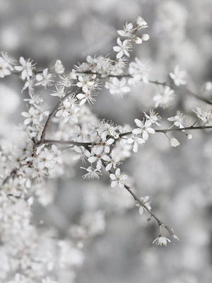 Gren med hvide blomster plakat botanik