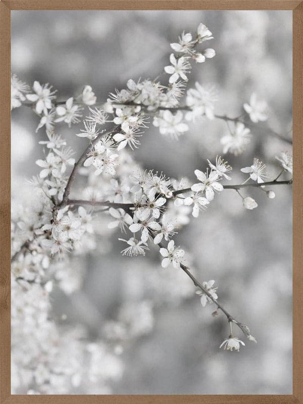 Gren med hvide blomster plakat botanik