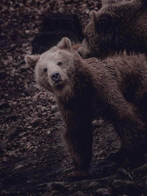 Grizzlybjørne unge - Plakat abstrakt