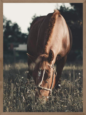 Heste plakat - Hest på græs dyr