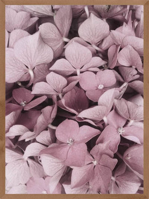 Hortensia plakat botanik