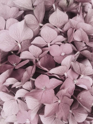 Hortensia plakat botanik