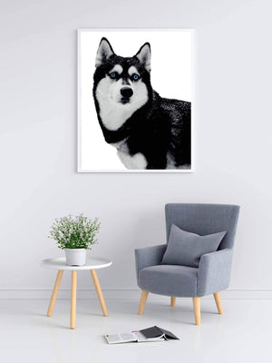 Husky - Plakat dyr