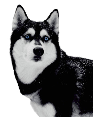 Husky - Plakat dyr