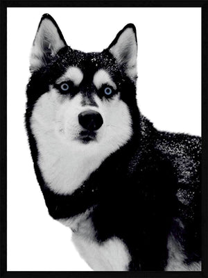 Husky - Plakat dyr