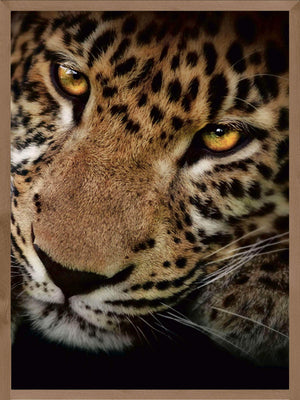 Leopard close-up - Plakat dyr