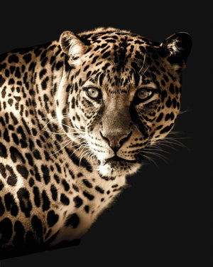 Leopard - Plakat dyr