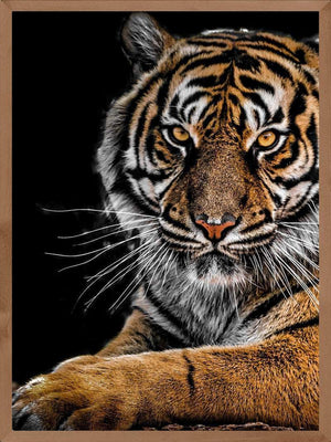 Liggende tiger - Plakat dyr