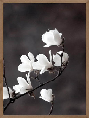 Magnolia blomster plakat botanik