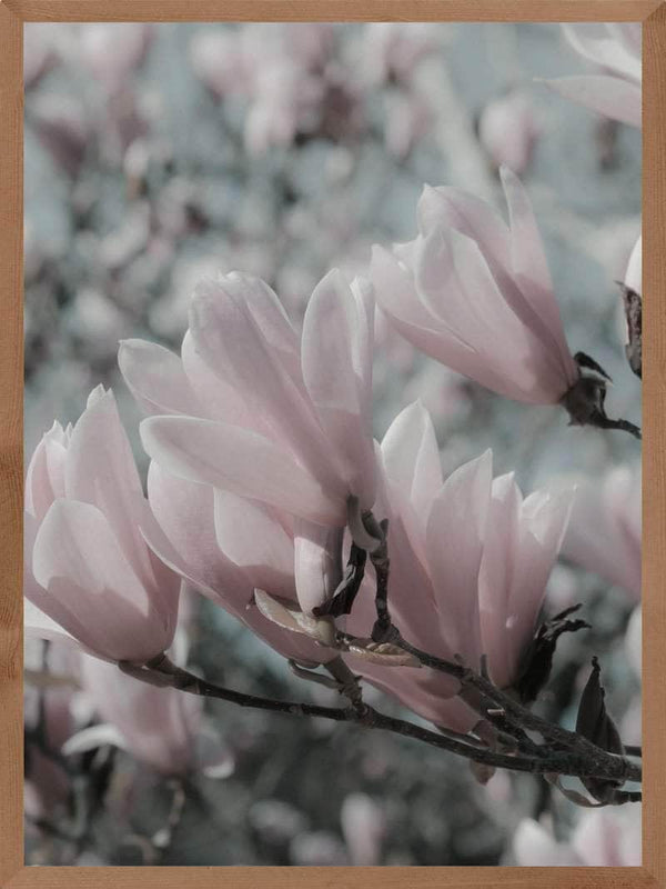 Magnolia plakat botanik