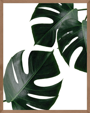 Monstera - Plakat botanik