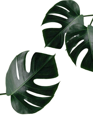 Monstera - Plakat botanik