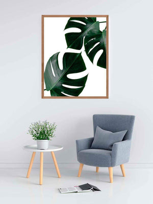 Monstera - Plakat botanik