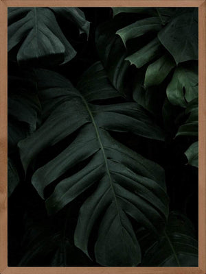 Monstera plakat botanik