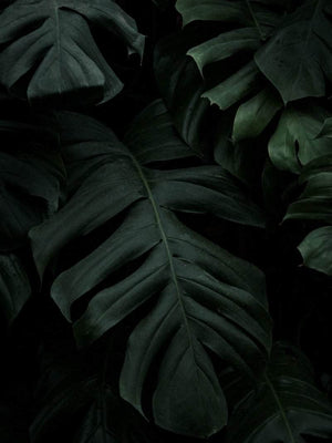 Monstera plakat botanik