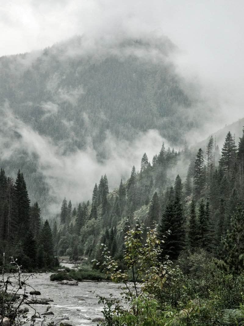 Nåletræer i tåge natur