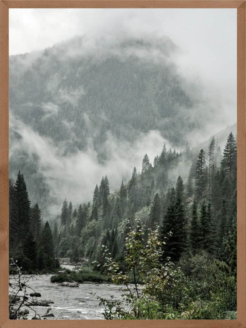 Nåletræer i tåge natur