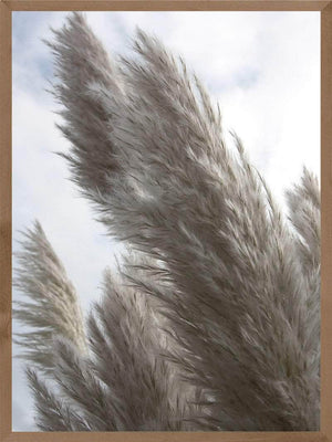 Pampas i beige plakat botanik