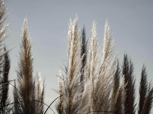 Pampas i græs plakat botanik