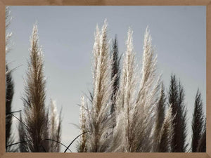 Pampas i græs plakat botanik