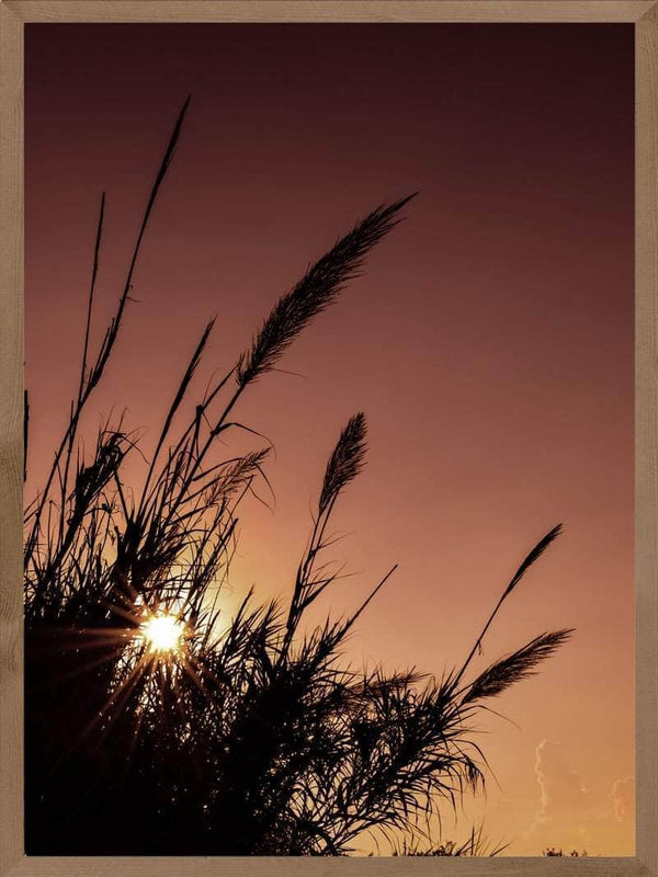 Pampas i rød himmel plakat botanik