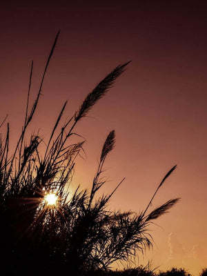 Pampas i rød himmel plakat botanik