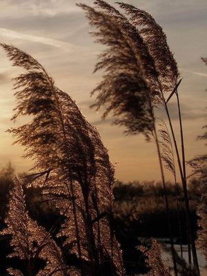 Pampas i solnedgang plakat botanik