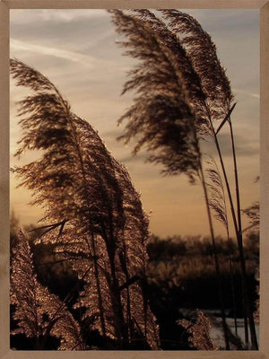 Pampas i solnedgang plakat botanik