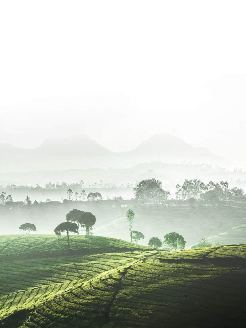 Rismarker i tåge plakat natur