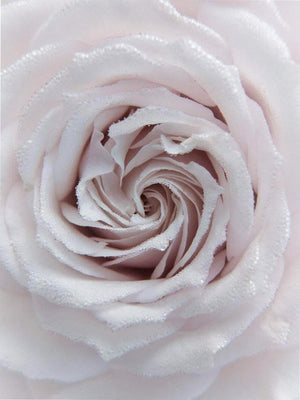 Rose closeup plakat botanik