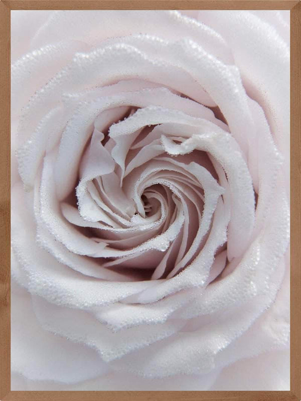 Rose closeup plakat botanik