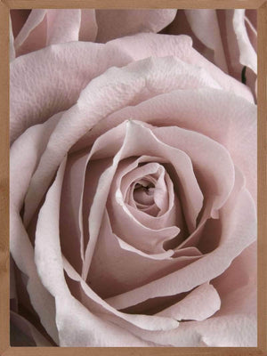 Rose closeup plakat botanik