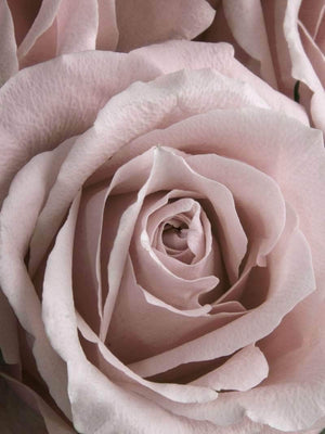 Rose closeup plakat botanik