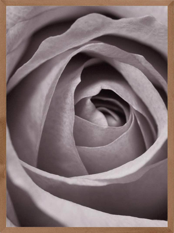 Rose spiral plakaten botanik