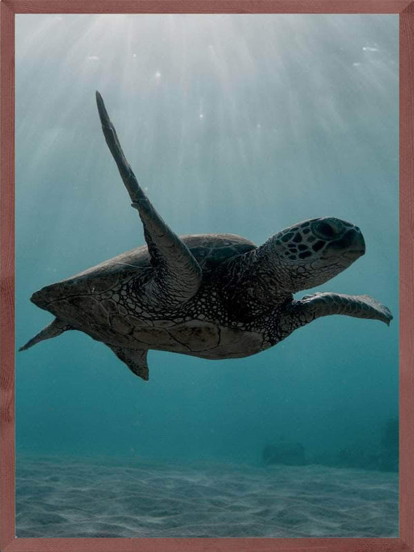 Skildpadde under havet - Plakat dyr