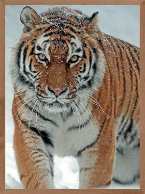 Tiger i sneen - plakat dyr