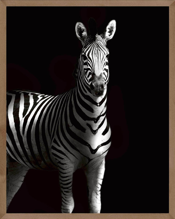 Zebra i skygge - Plakat dyr